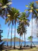 Les Saintes - Anse strand en palmbomen met uitzicht op het eilandje Cabrit en zee