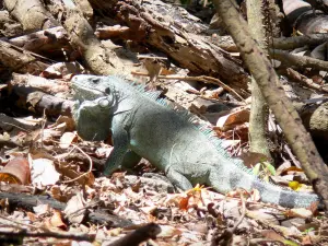 Les Saintes - iguana salvaje