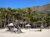 Les Saintes - Raisiniers, kokos en carbets van Pompierre strand, op het eiland van Terre -de - Haut