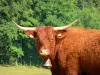 Salers vaca - Vaca com um sino