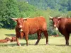 Salers vaca - Vacas coloridas mogno em um prado na borda da floresta