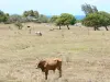 Santa Rosa - Vacas em um pasto pontilhada com árvores