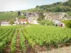Santenay - Vignoble de la Côte de Beaune : maisons de Santenay-le-Haut entourées de champs de vignes