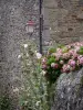 São Sulíaco - Fachada de pedra, poste de luz, hollyhocks e hortênsia (flores)
