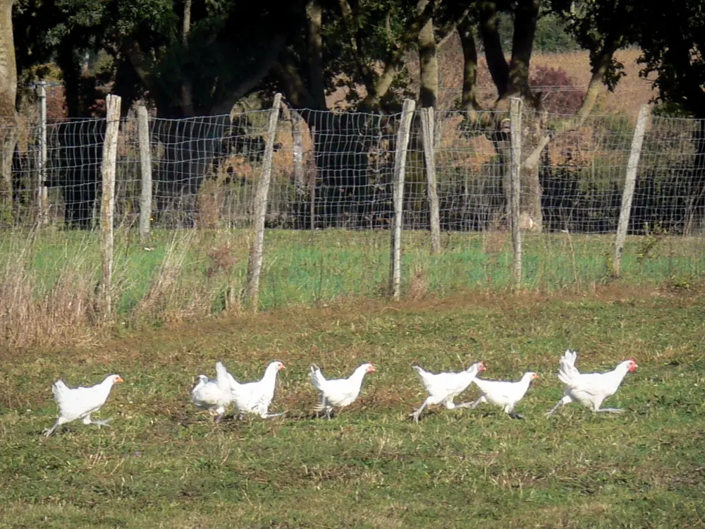 Bilder Savoyische Bresse 24 Qualitätsbilder in hoher Auflösung