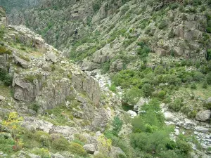 Scala di Santa Regina - Gorges: rocky granite heap with wild flowers, vegetation, trees and Golo torrent (river)