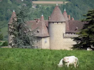 Schloß von Virieu - Mittelalterliche Festung, Bäume und Kühe in einer Wiese vorne
