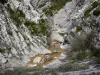 Schlucht von Taulanne - Fluss Asse de Blieux gesäumt von Felswänden