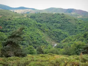 Schluchten der Dourbie - Bäume und Berge; in den Cevennen