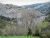 Schluchten Galamus - Kalkige Felswände umgeben von Bäumen, im Fenouillèdes