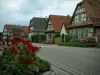 Seebach - Rosier, route et maisons à colombages ornées de fleurs