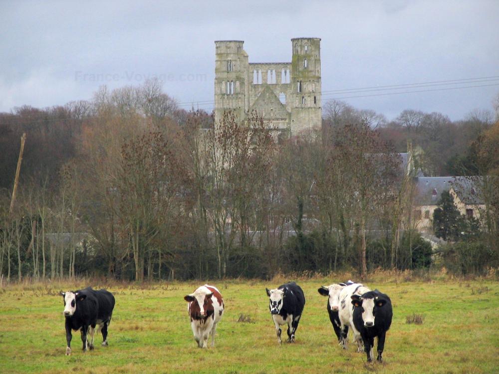 Guide de Seine-Maritime - Parc Naturel Régional des Boucles de la Seine Normande - Abbaye de Jumièges, arbres, prairie avec des vaches normandes et ciel orageux