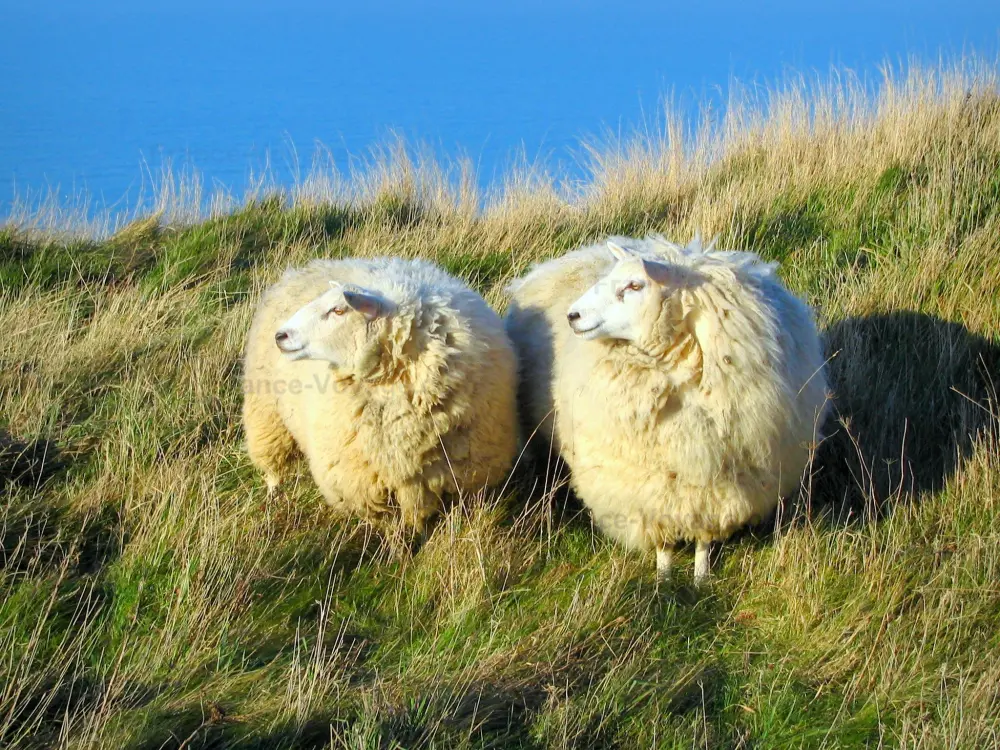 Guia do Sena Marítimo - Paisagens da Normandia - Duas ovelhas no topo de um penhasco com grama e mar (canal) abaixo, no País de Caux
