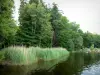Settons湖 - 水体，芦苇和树木;在Morvan地区自然公园