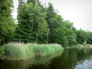 Meer van de Settons - Lichaam van water, riet en bomen in de Morvan Regionaal Natuurpark