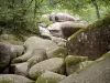 Sidobre - Chaos de la Resse : rivière de rochers (blocs) et arbres (forêt), dans le Parc Naturel Régional du Haut-Languedoc