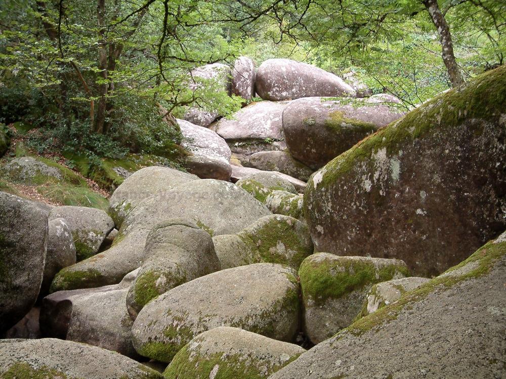 Le Sidobre - Sidobre: Chaos de la Resse : rivière de rochers (blocs) et arbres (forêt), dans le Parc Naturel Régional du Haut-Languedoc