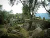 Site archéologique de Filitosa - Rochers, alignement de statues-menhirs aux visages sculptés et arbres