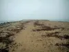 Solco di Talbert - Sand coperto di alghe e mare (Manica) tutto