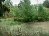Sologne - Roseaux, étang et arbres au bord de l'eau
