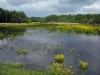 Sologne - Lake dotted with yellow flowers, trees and turbulent sky