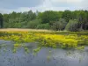 Sologne - Vijver bezaaid met gele bloemen en bomen