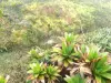 Soufrière - Végétation du volcan