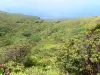 Soufrière - Paysage verdoyant du massif de la Soufrière avec vue sur la côte de la Basse-Terre et la mer des Caraïbes