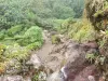 Soufrière - Chemin des Dames bordé de végétation, sentier menant au sommet du volcan