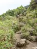 Soufrière - Chemin des Dames, sentier bordé de végétation menant au sommet du volcan