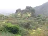 Soufrière - Végétation du volcan