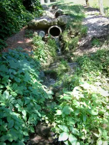 Source de la Saône - Cours d'eau de la Saône entouré de végétation