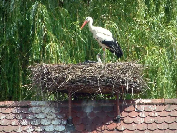 Der Storch aus dem Elsass - Führer für Tourismus, Urlaub & Wochenende im Großer Osten