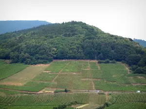 Strada dei Vini - Colline boscose con vista sui vigneti