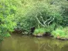 Strömung von Huchet - Nationales Naturschutzgebiet des Wasserlaufs Huchet: Bäume am Ufer des Gewässers