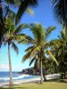 Sud sauvage - Cocotiers de la plage de Grande Anse, avec vue sur l'océan Indien ; sur la commune de Petite-Île