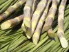 Sugar cane - Gastronomy, holidays & weekends guide in the Réunion