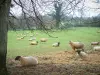 Suíça normanda - Rebanho de ovelhas em um prado e árvores