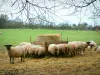 Suíça normanda - Ramos, rebanho de ovelhas, prado verde e árvores ao fundo