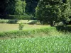 Sundgau - Champ de maïs, étang et arbres