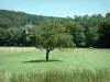 Sundgau - Prairie, arbres et forêt