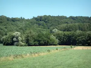 Sundgau - Pasto, campo, árvores e floresta