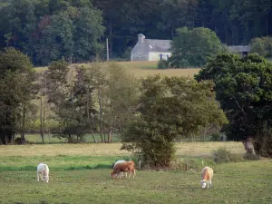 Tal Saire - Kühe in einer Weide, Bäume und Bauernhof; auf der Halbinsel Cotentin