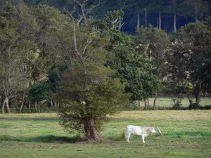 Tal Saire - Kuh in einer Weide und Bäume; auf der Halbinsel Cotentin