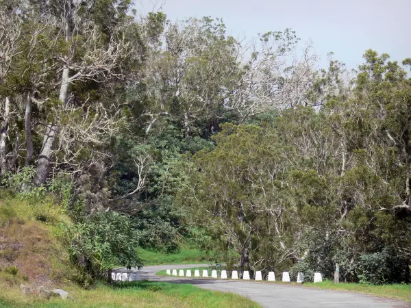 Tamarins forest road - Small road through the Hauts forest