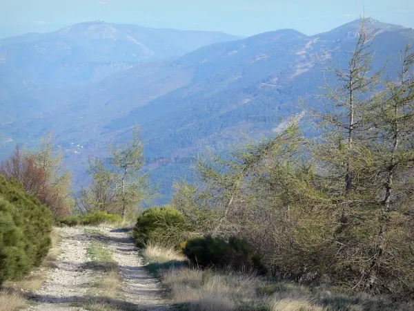 Tanargue massif - Regional Natural Park of the Ardèche Mountains: path lined with trees with a view of the Tanargue mountains