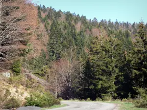 Tanargue massif - Regional Natural Park of the Ardèche Mountains: road through a forest