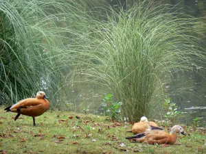 Tarbes - Massey tuin (Engels park): eenden in het water