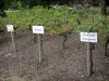 Tarbes - Jardin Massey (parc à l'anglaise) : cépages (vignes) du vignoble de Madiran 