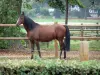 Tarbes - Haras national de Tarbes : cheval